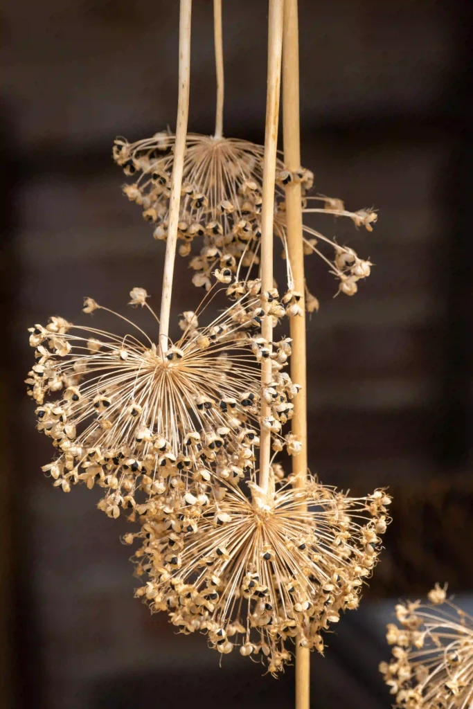 Modern minimalist grapevine wreath styles for contemporary homes