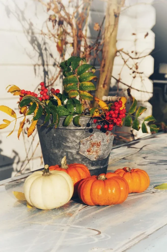Fall Christmas Tree Ideas with small tabletop tree, mini pumpkins, pinecones, and dried oranges